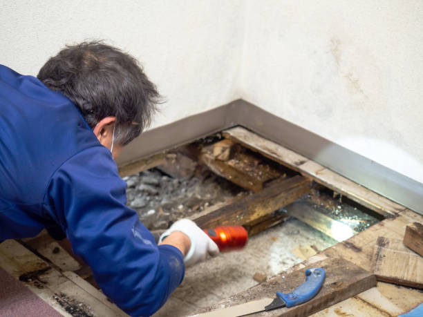 Best Office Mold Removal Services  in Riverton, WY