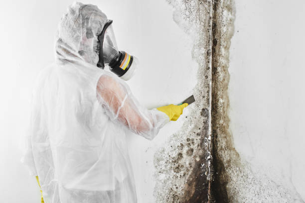 Best Mold Damage Repair  in Riverton, WY