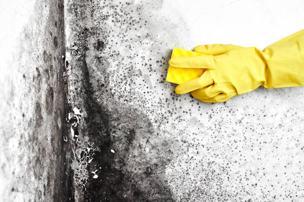 Best Mold Testing  in Riverton, WY