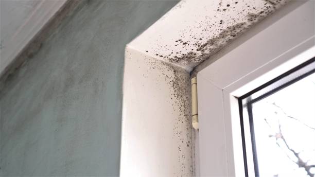 Best Fast Mold Removal  in Riverton, WY