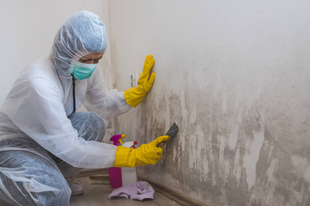 Crawl Space Mold Removal in Riverton, WY