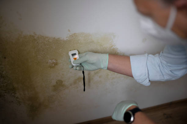 Mold Removal and Inspection in Riverton, WY
