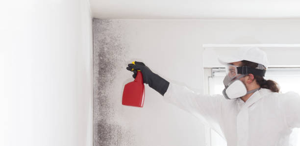 Best Certified Mold Removal  in Riverton, WY