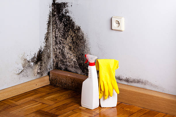 Best Residential Mold Removal  in Riverton, WY