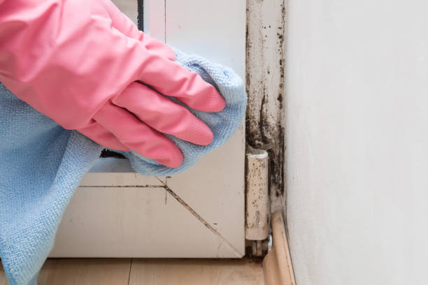 Best Home Mold Removal  in Riverton, WY