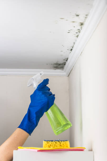 Best Black Mold Removal  in Riverton, WY
